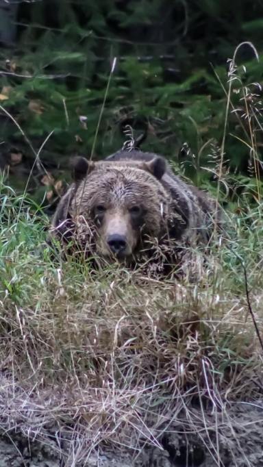 14572835_1794883337426522_556821259001743282_n