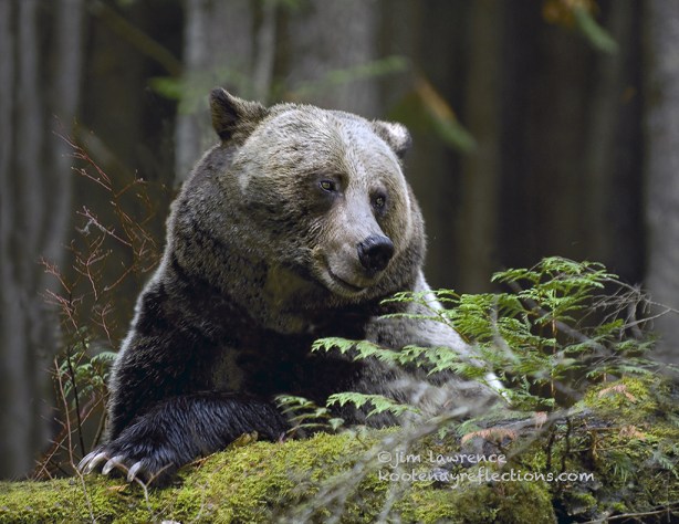 Grizzly Bear named Apple