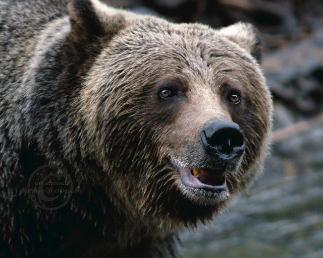 apple-healy-cr-oct-28-07