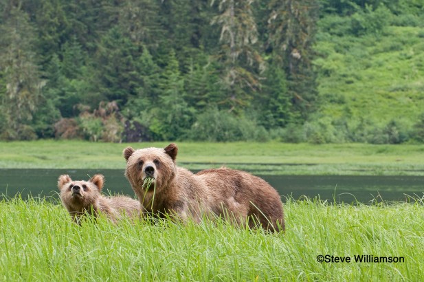 Mom &amp; Cub in the Grass
