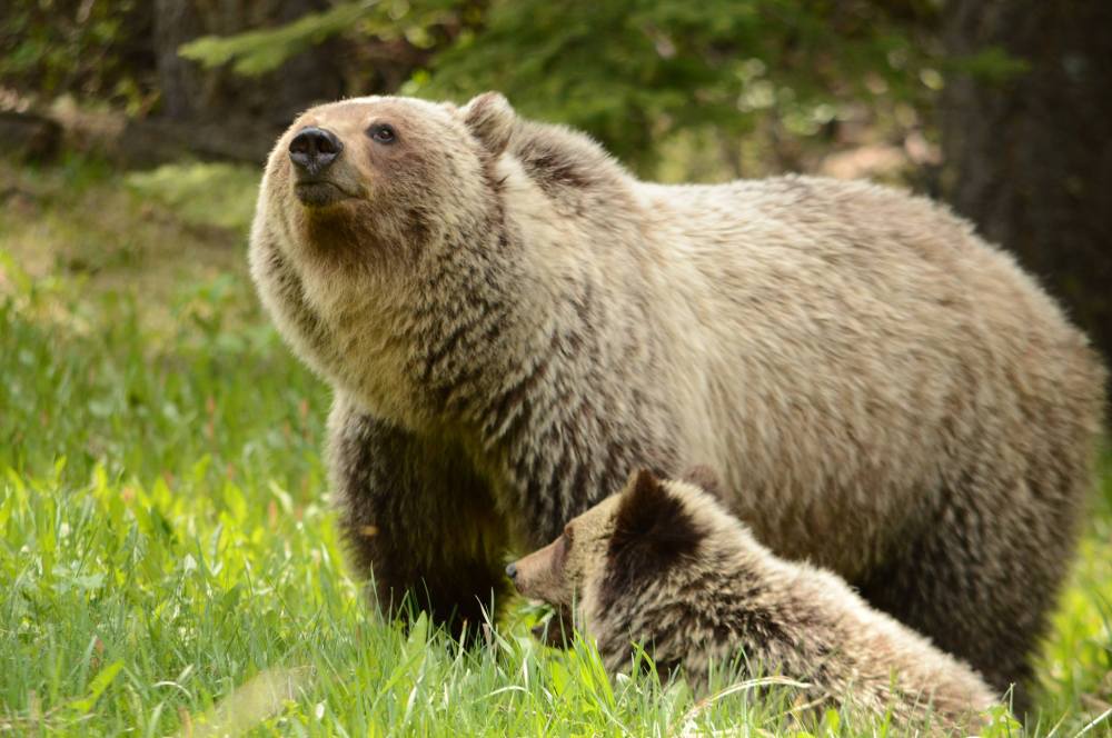 kootenay-n-p-mother-cub-photo-bob-benvenuti