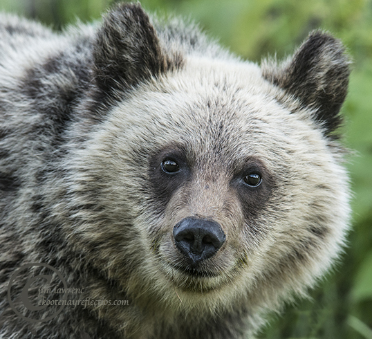 smiling-cub-grzzly-cub-__dsc2376